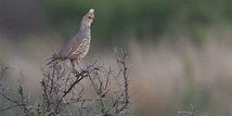 South TX Quail, Hog, Javelina, and Predator Hunt for 3 hunters.